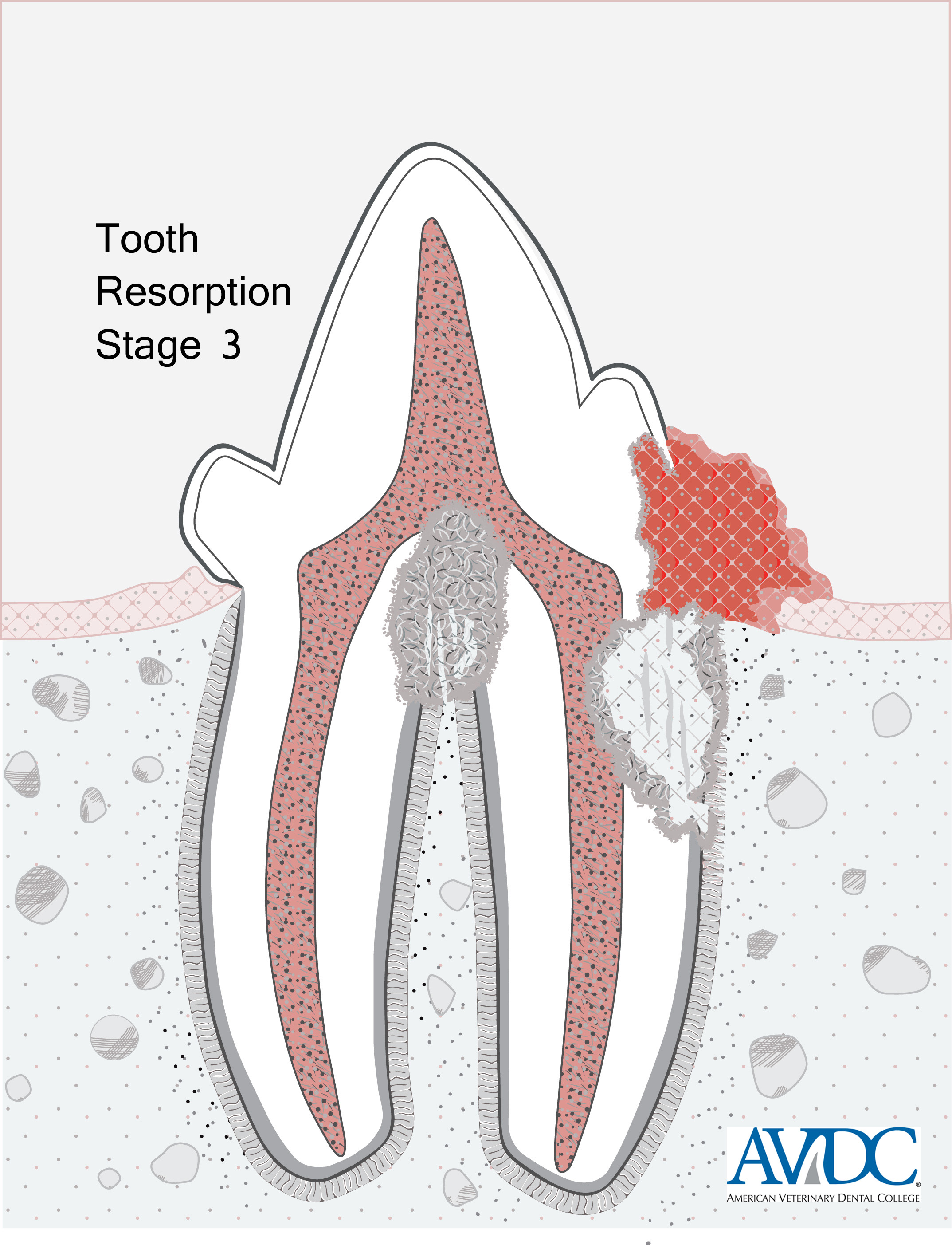 teeth anatomy canine