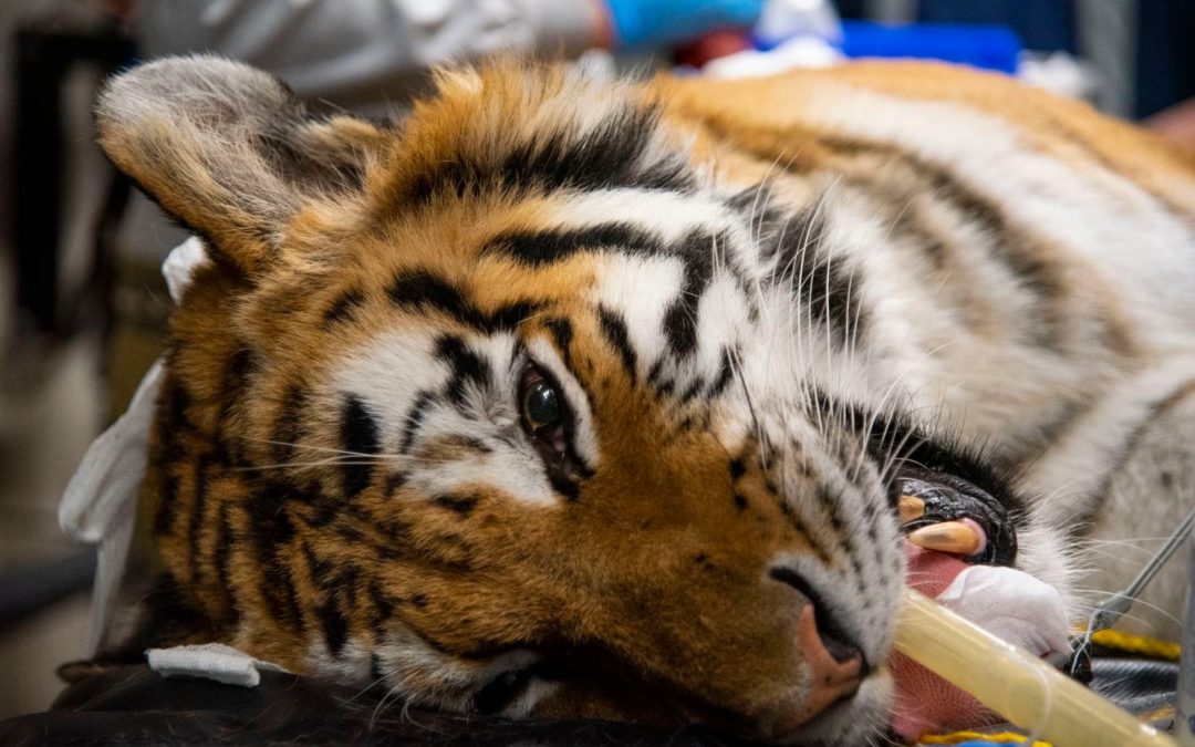 Repairing Tiger Teeth