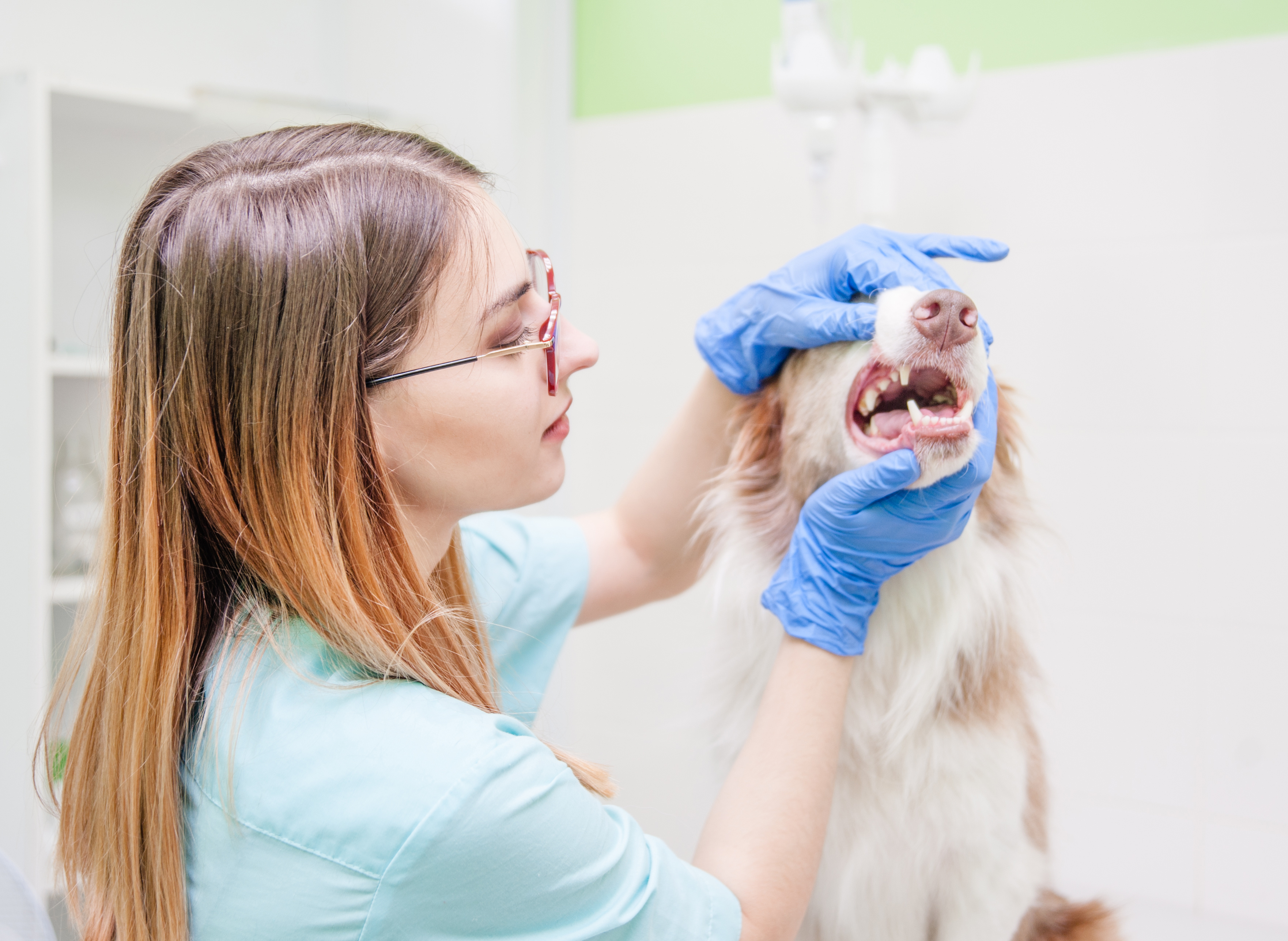 female veterinary dentist examining the teeth of a medium sized dog