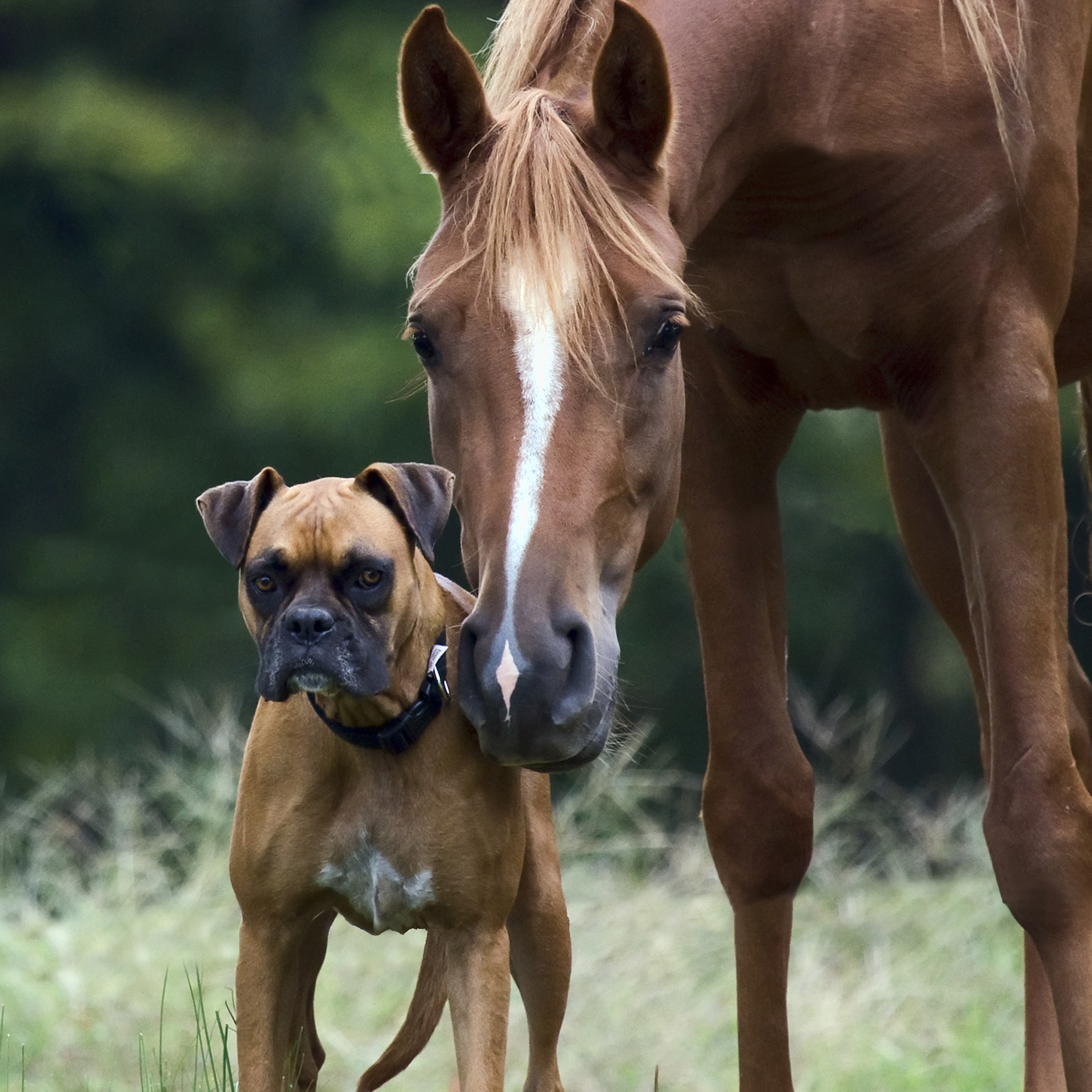 brown boxer dog and brown horse standing together in a field looking at the camera