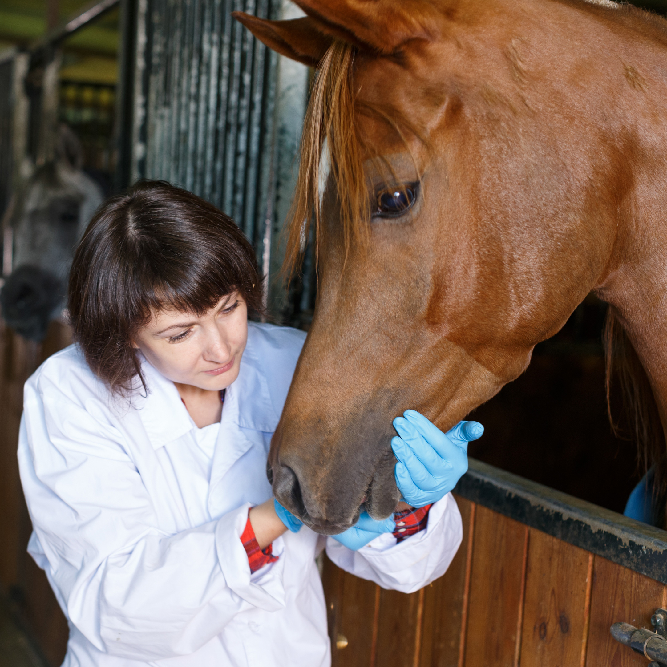 female veterinary dentist examining a brown horse's mouth
