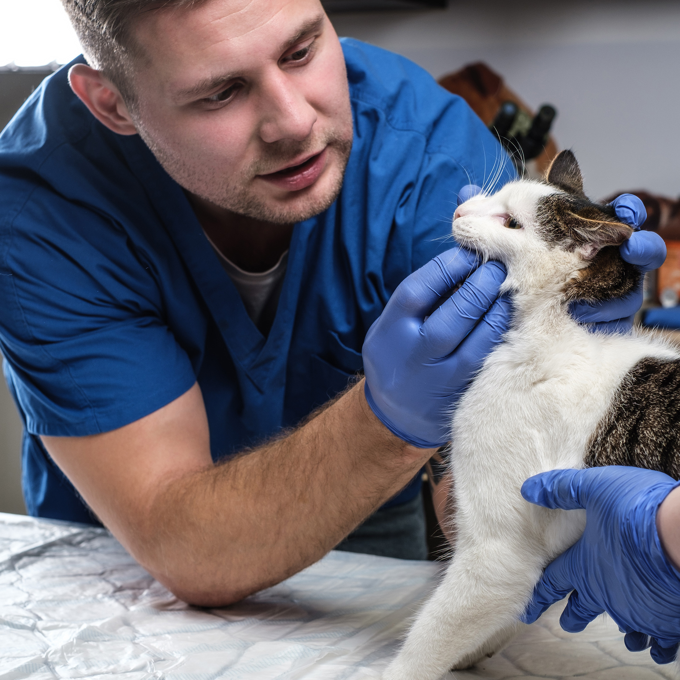Male veterinary dentist examining a cat
