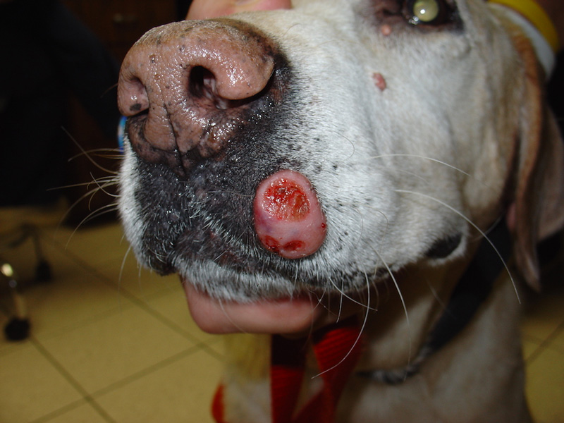 Managing Oral Tumors in Dogs
