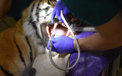 Big cats at In-Sync Exotics Wildlife Rescue in Wylie receive dental care